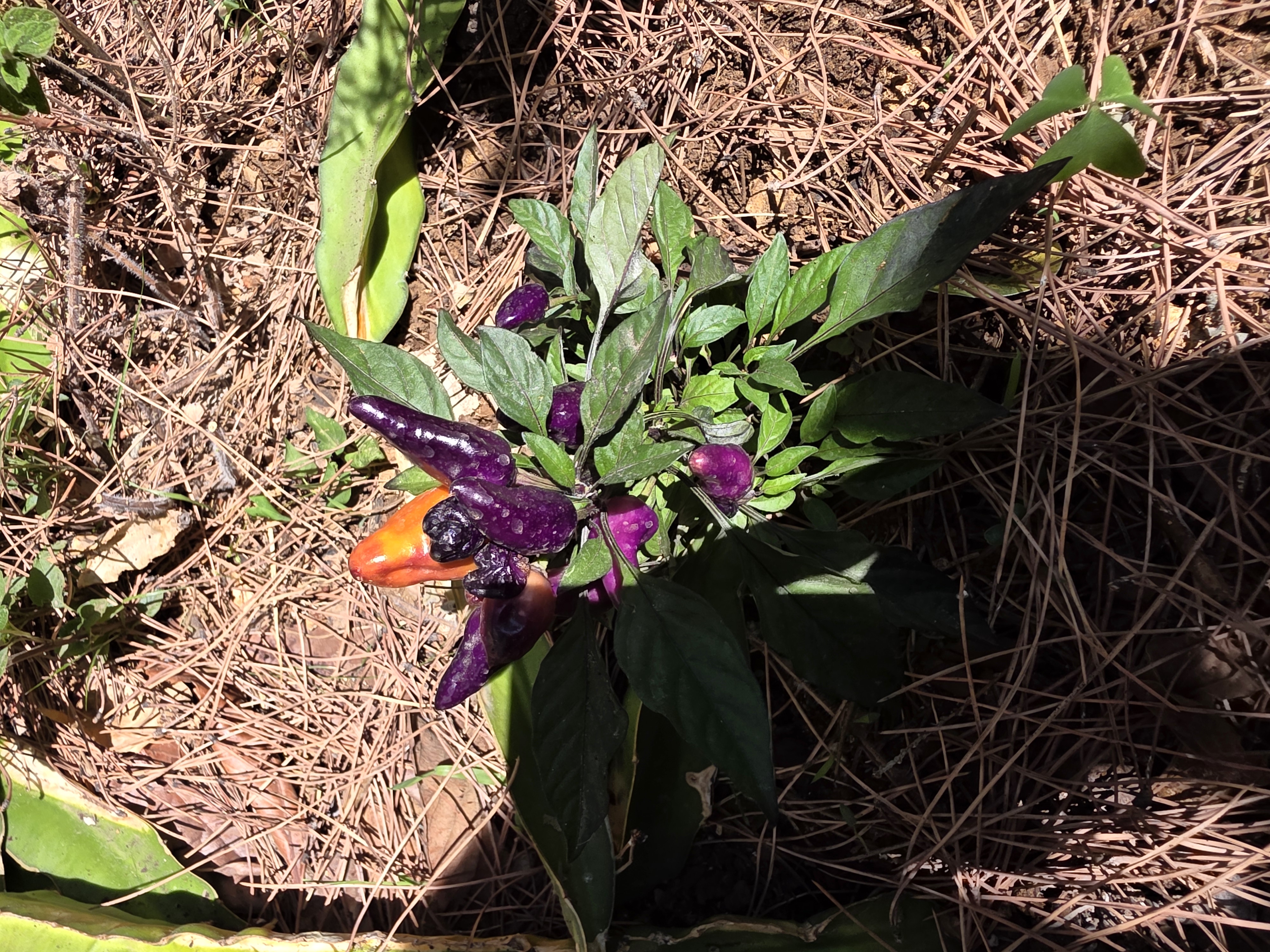 Chili Plant 1