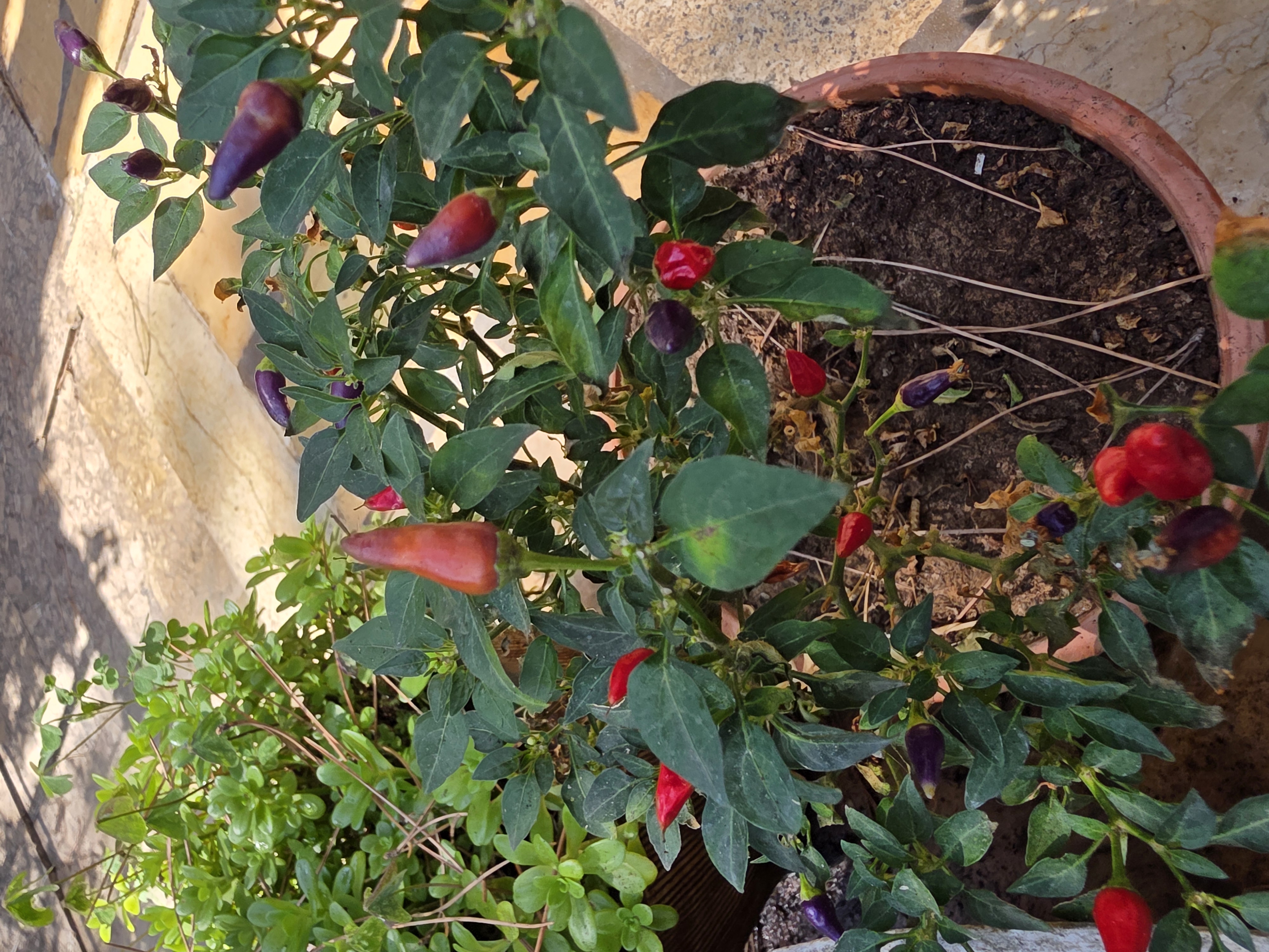 Chili Plant 2