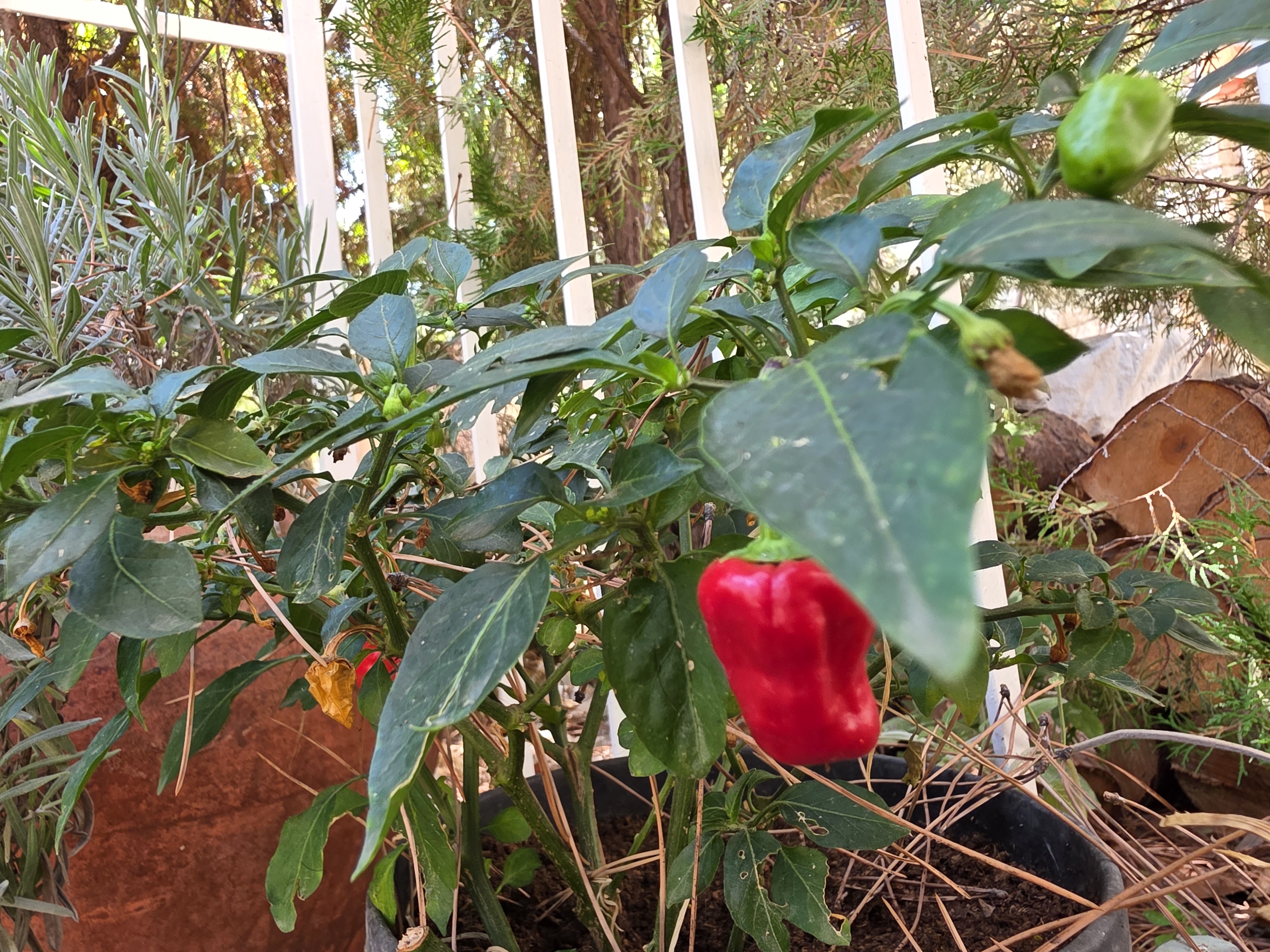 Chili Plant 3