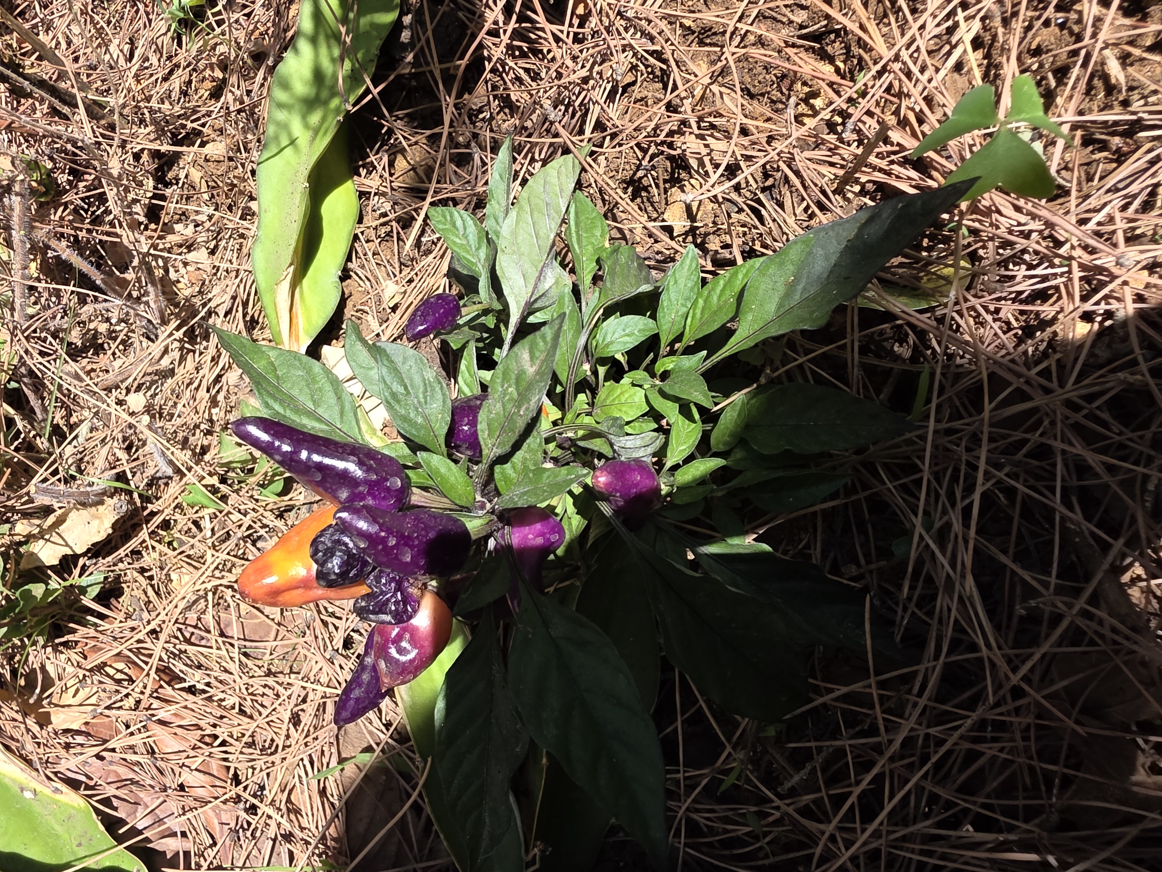 Chili Plant 4