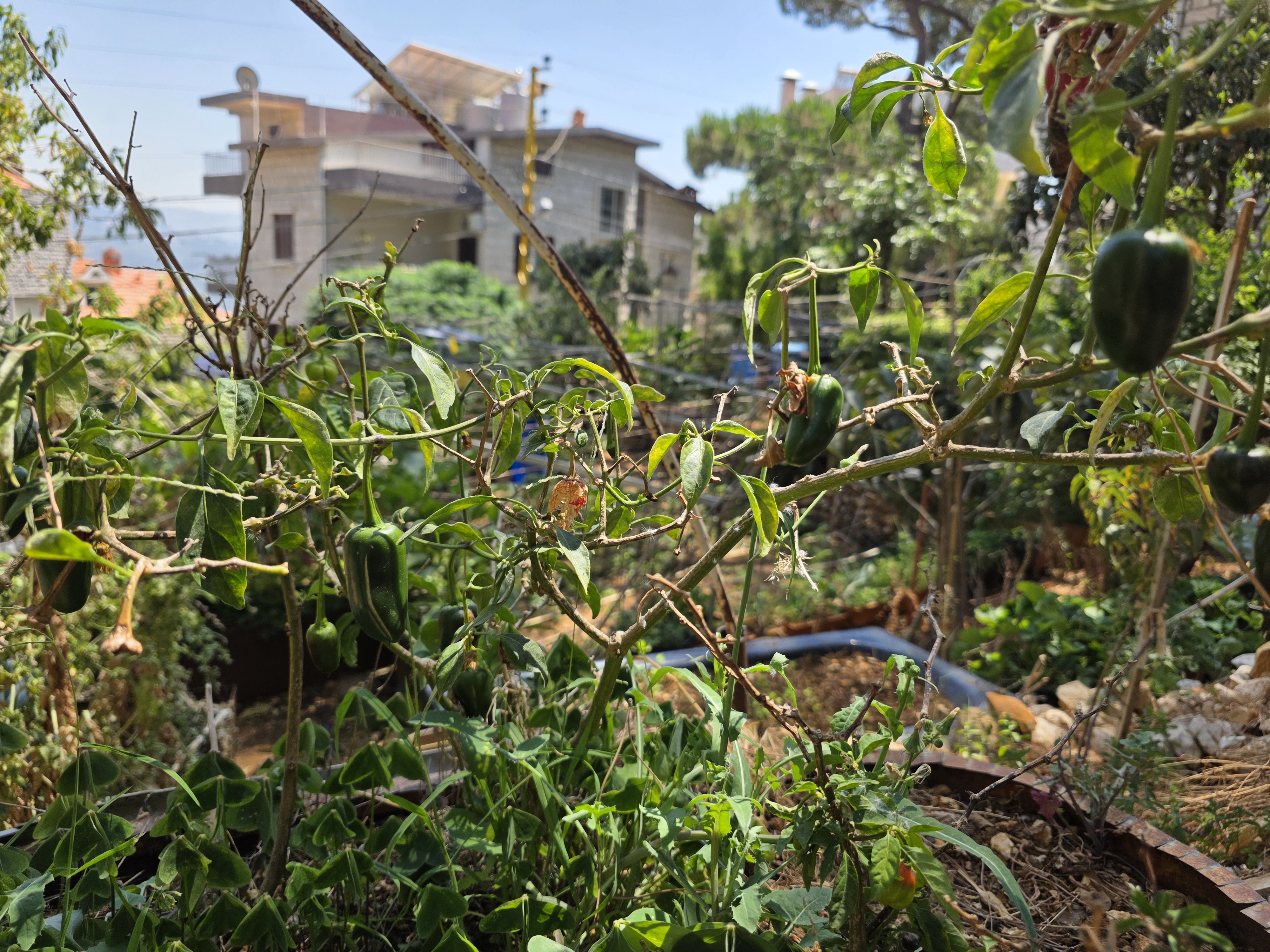 Chili Plant 5