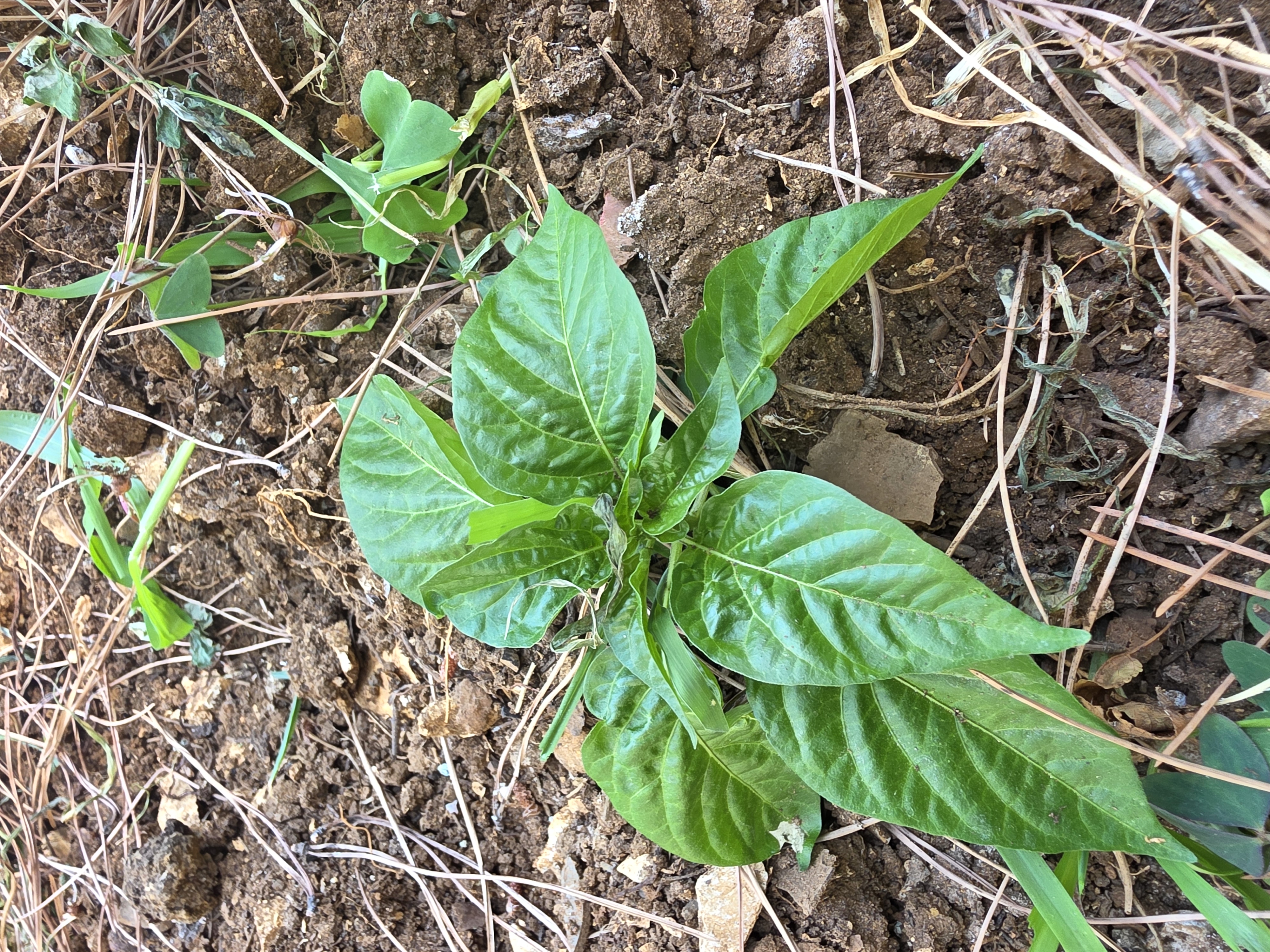 Chili Plant 7
